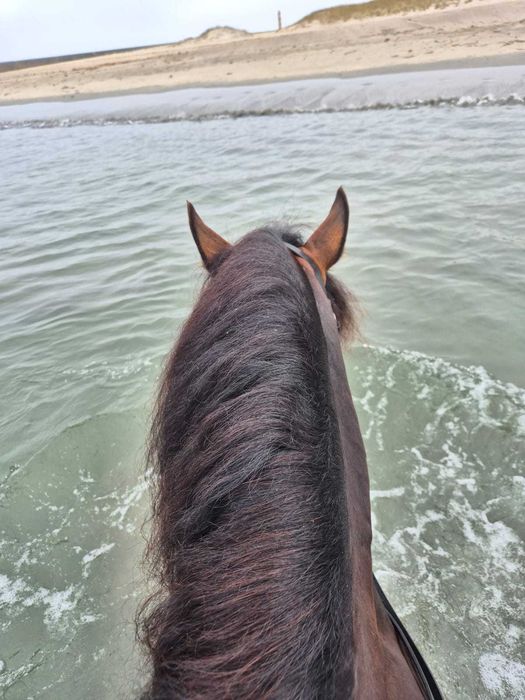 lusitano muito Tipico