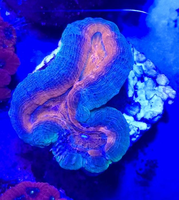 Lobophyllia 1H koralowiec akwarium morskie koralowce