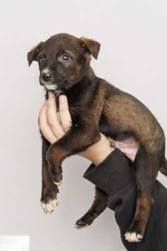 Szczeniaki   szukają domów -schronisko Zgierz -aktualne