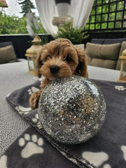 ‼️ТОР maltipoo‼️Мальтийская болонка Мальтипу f1 Мальтипу f2