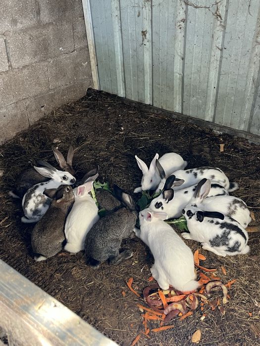 Vende coelhos caseiros