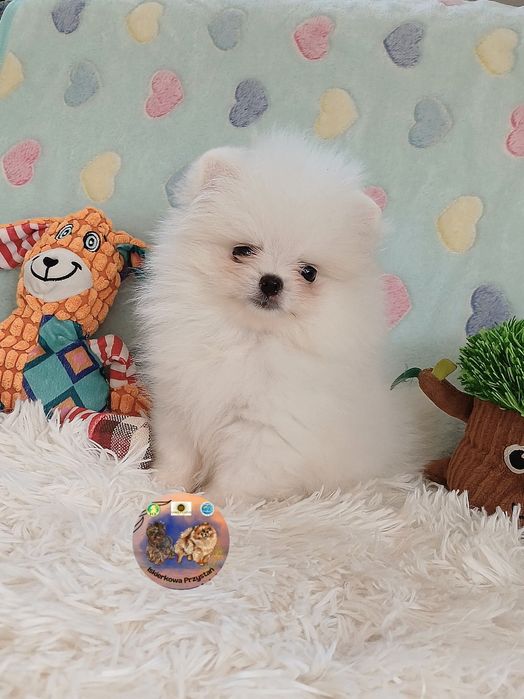 Piesek maleńkich rozmiarów Szpic Miniaturowy-Pomeranian.