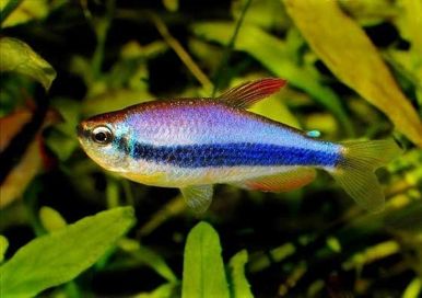 Sprzedam Tetra kerri