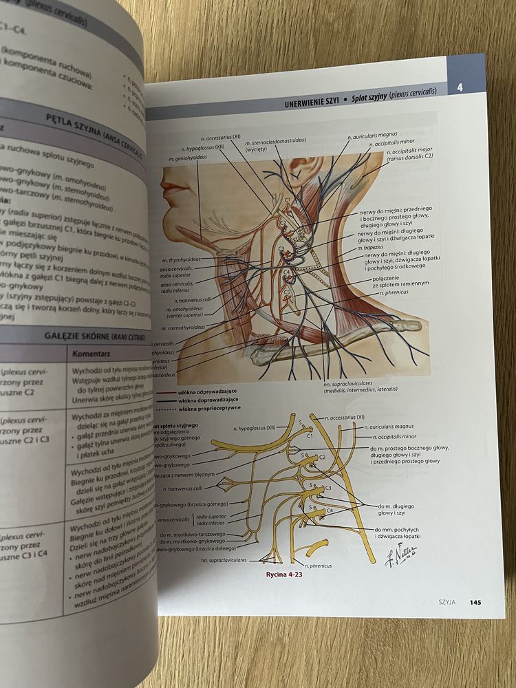 Atlas anatomii głowy i szyi dla stomatologów NETTERA