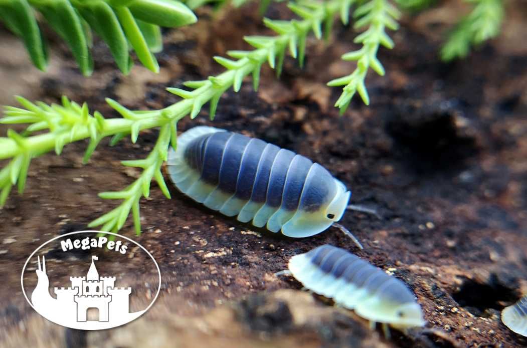 Cubaris sp Lemon Blue Kulanki Prosionki Isopody Stonoga Mrówki Wije