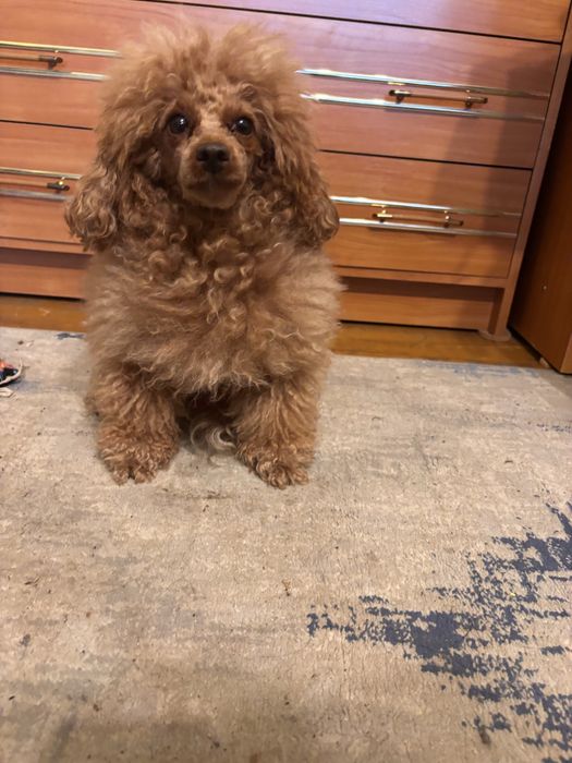 Pudel Toy Red – śliczna suczka z rodowodem i wyprawką. Rezerwacha