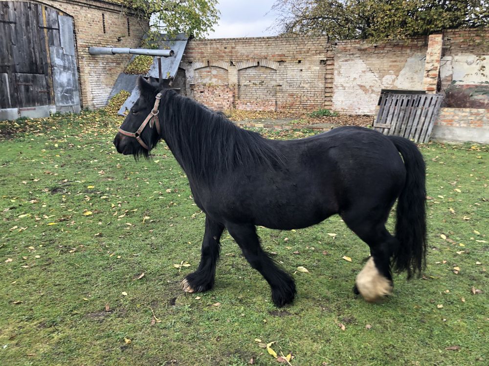 Sprzedam klacz, kara, rasy Gypsy Cob