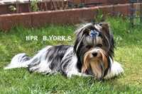 Piesek Biewer Yorkshire Terrier do adopcji