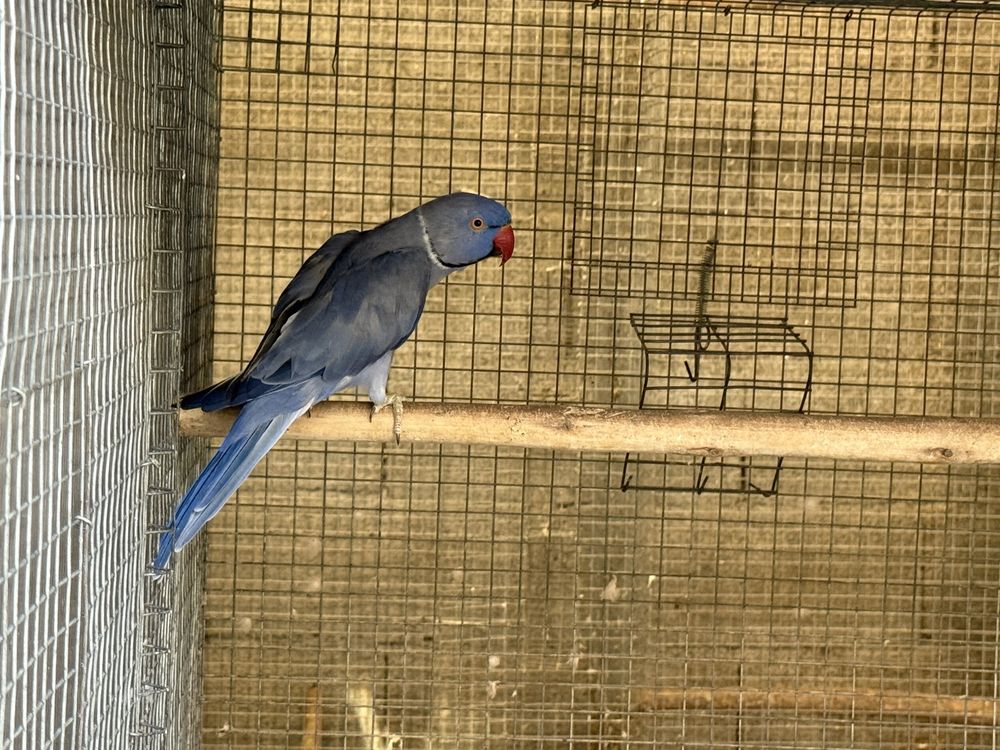 Casal Ring Neck Reprodutor