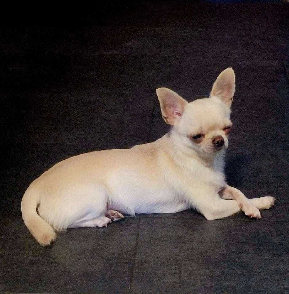 Chihuahua FCI szczeniak