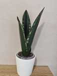 Sansevieria#Silver Flame#Nadwyzka#Sprzedam#