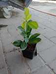 Laurowiśnia caucasica, Novita i Rotundifolia w doniczkach 30-40cm