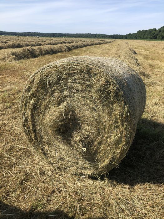 Piekne Siano 120 z hali bezdeszczowe