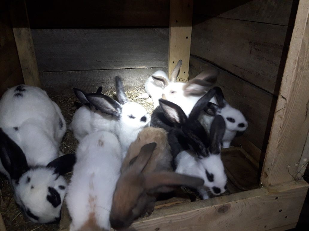 Króliki srokacze miezańce