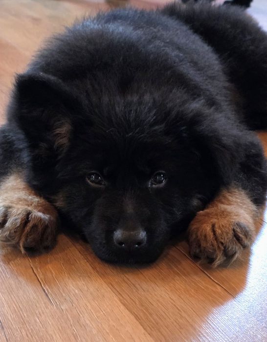 Owczarek Niemiecki Długowłosy- piękna ESTER!