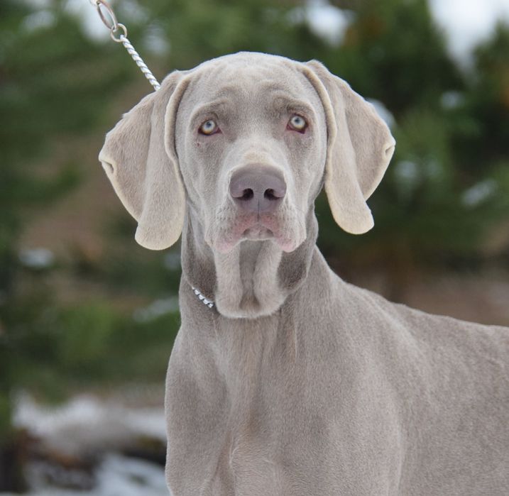 Wyżeł weimarski pies