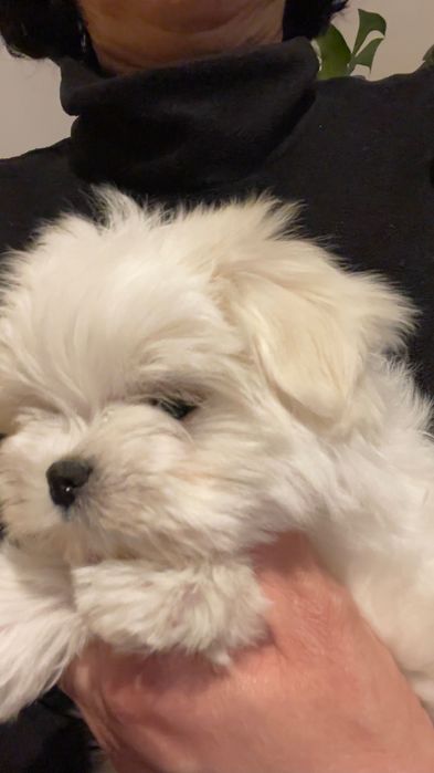 Przebadany piesek Maltanczyk z rodowodem ZKwP