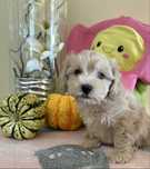 Maltipoo - piękny samczyk