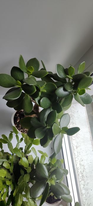 Комнатный цветок Денежное дерево толстянка