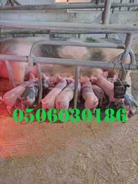 Поросята мясной породы 15-17кг на откорм