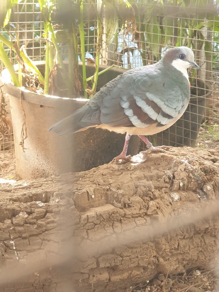Rola apunhalada macho