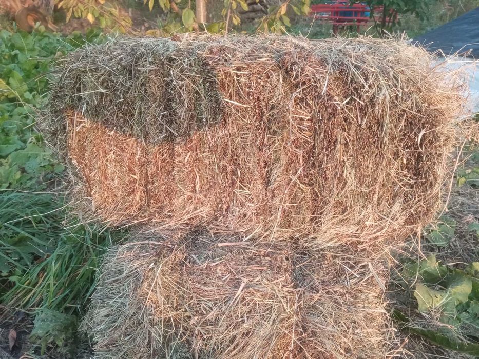 Продам солому ячневу и пшеничну  25 года