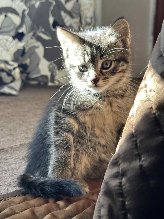 dwumiesięczne koty do adopcji
