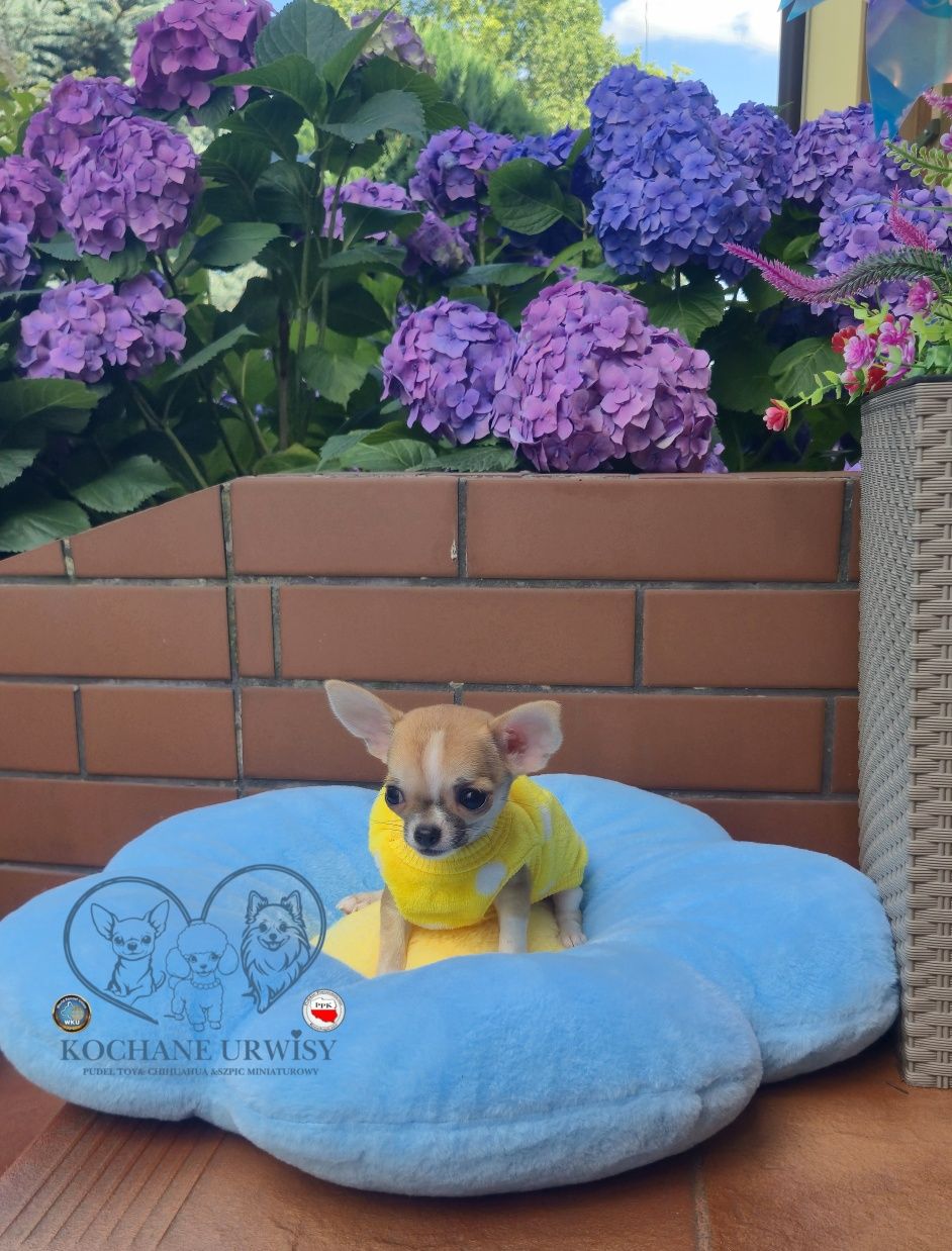 MINI XXS przecudowny chłopczyk chihuahua krótkowłosy miniaturka