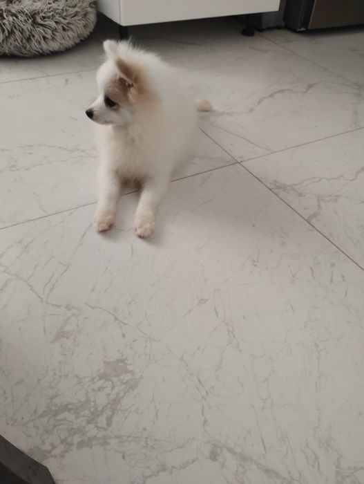 Szpic miniaturowy piesek