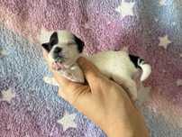 Chihuahua chłopiec