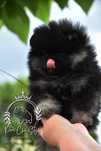 Pomeranian ZKwP FCI