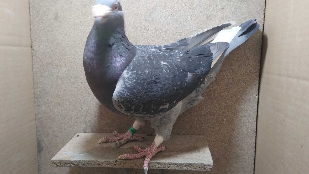 Gołębie staropolskie