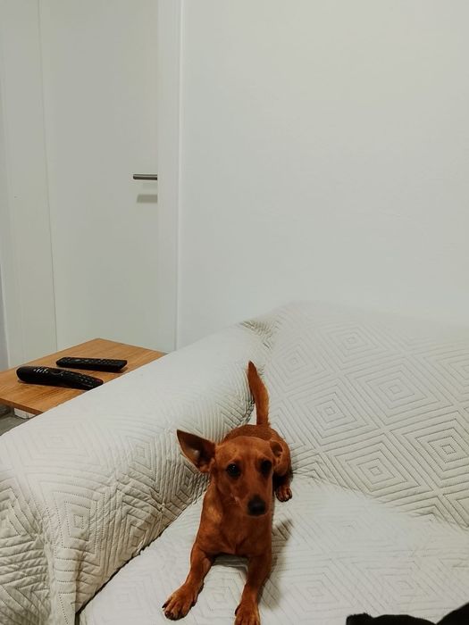 Pinscher caramelo
