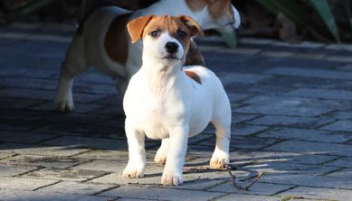 Jack Russell Terrier/BREFIO - suczka /pełne szczepienie