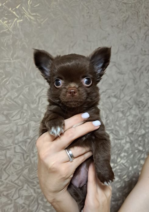 Шикарная малышка чихуахуа