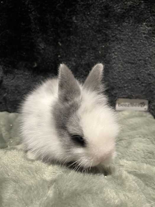 Króliczek Karzełek Teddy Aqualife