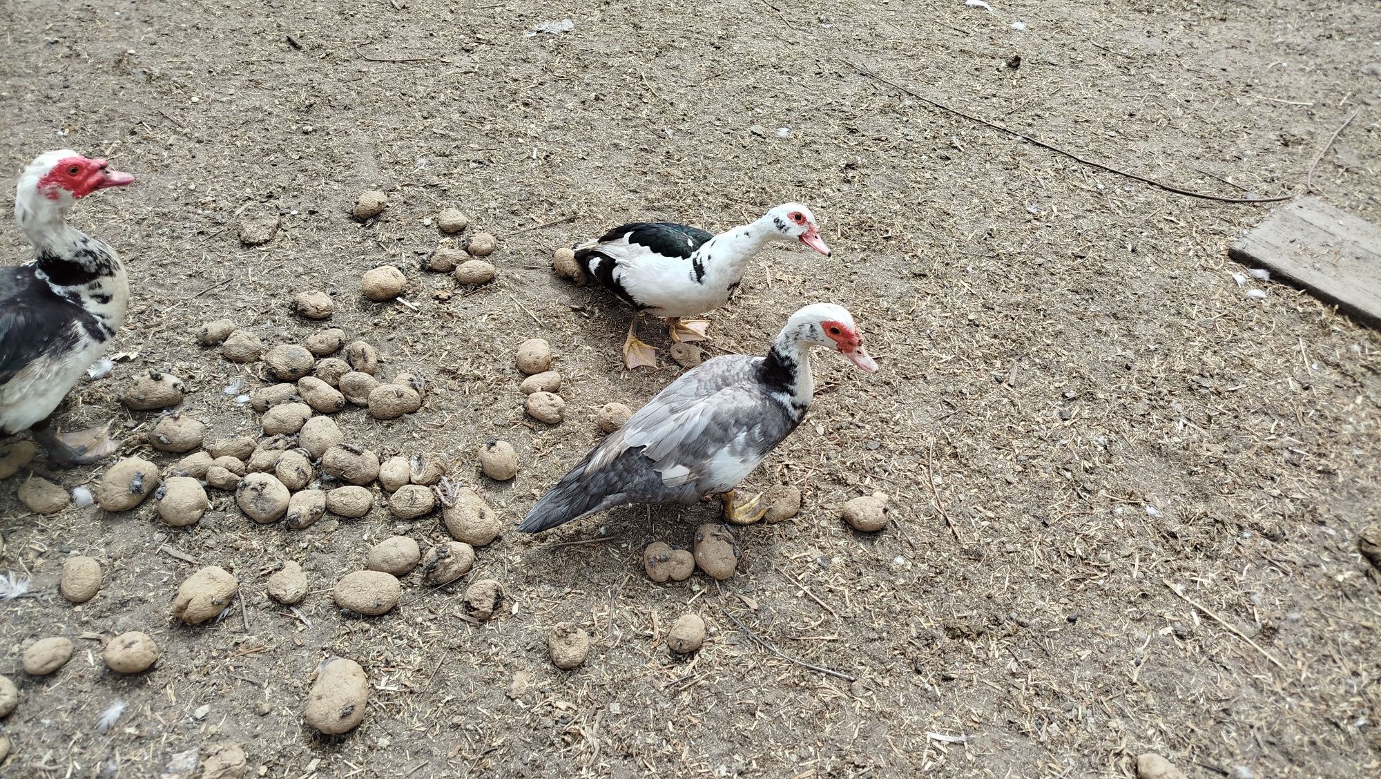 Patos mudos adultos