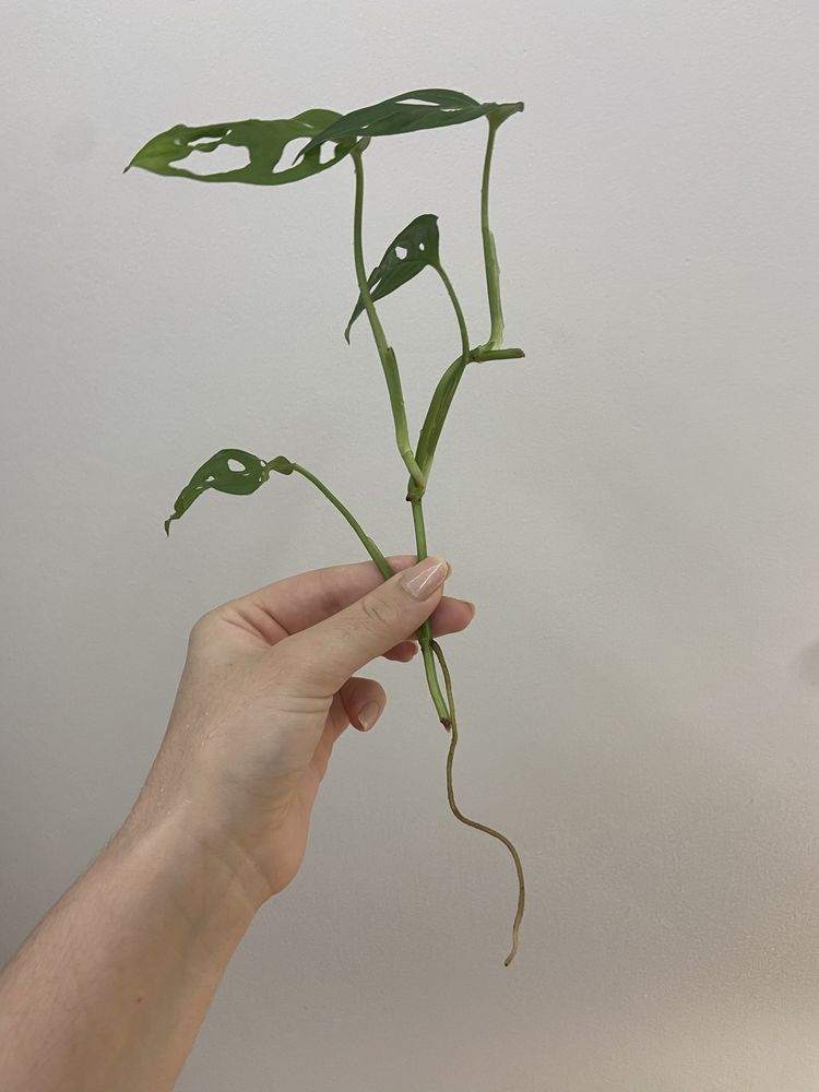 Corte de Monstera Adansonii