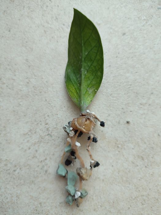 Zamiokulkas chameleon