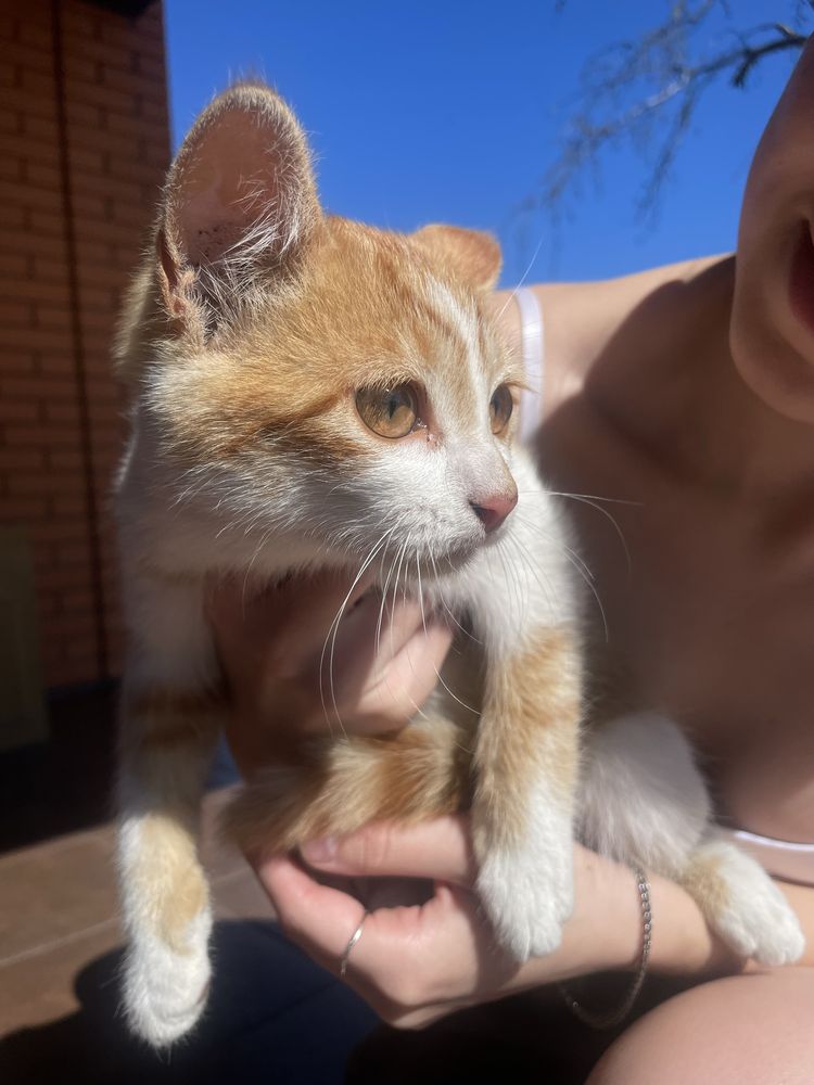 Від дам добрі рукі котика