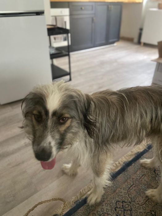 Cão de 2 anos para adopção