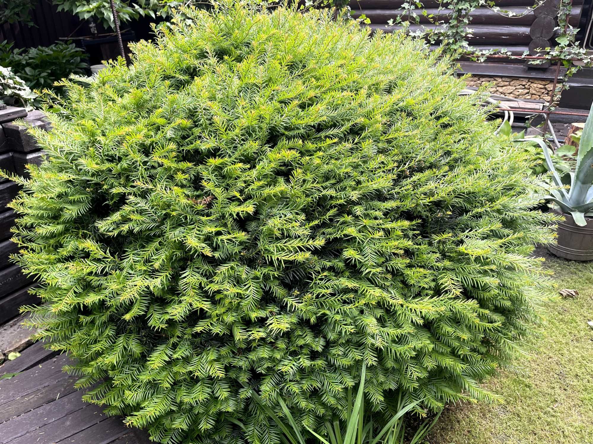Тис ягодный 1.20 метр висота ТОПИАР ШАР
Taxus Baccata Topiar Ball
