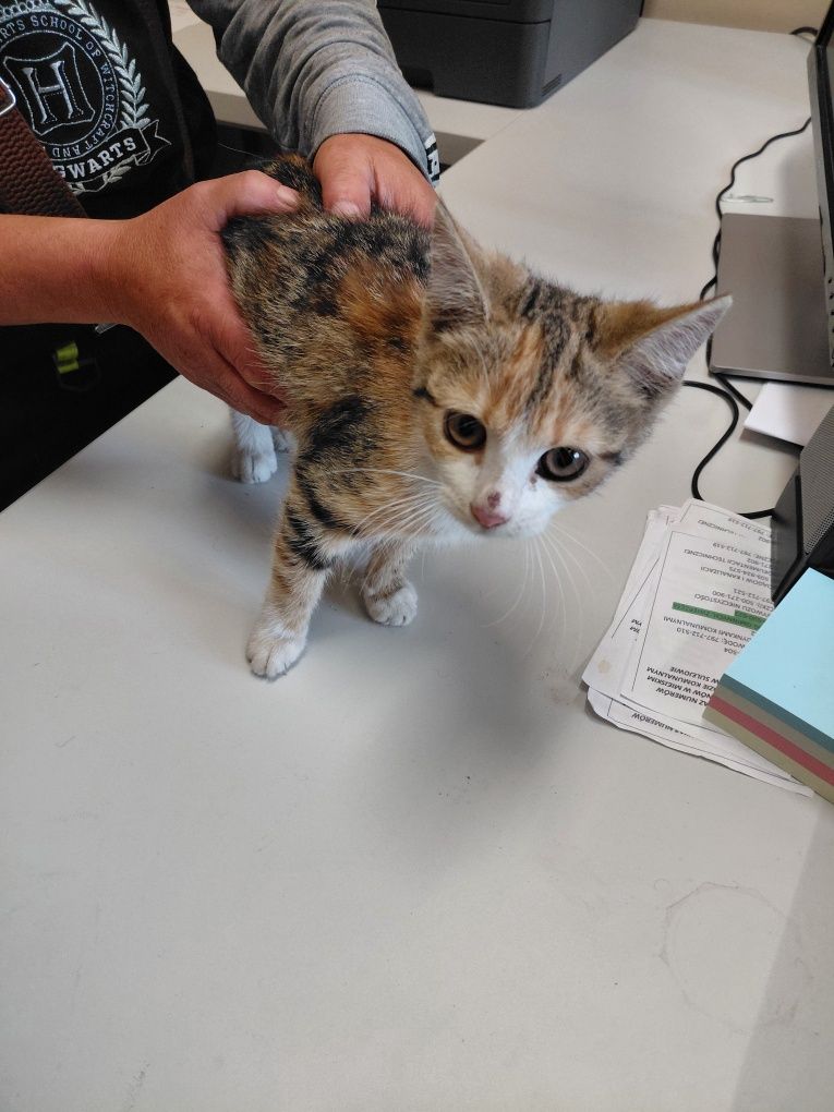 Kotka do adopcji łagodna oswojona