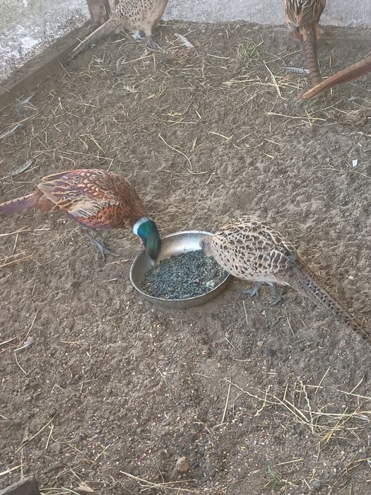 Bażanty łowne młode.