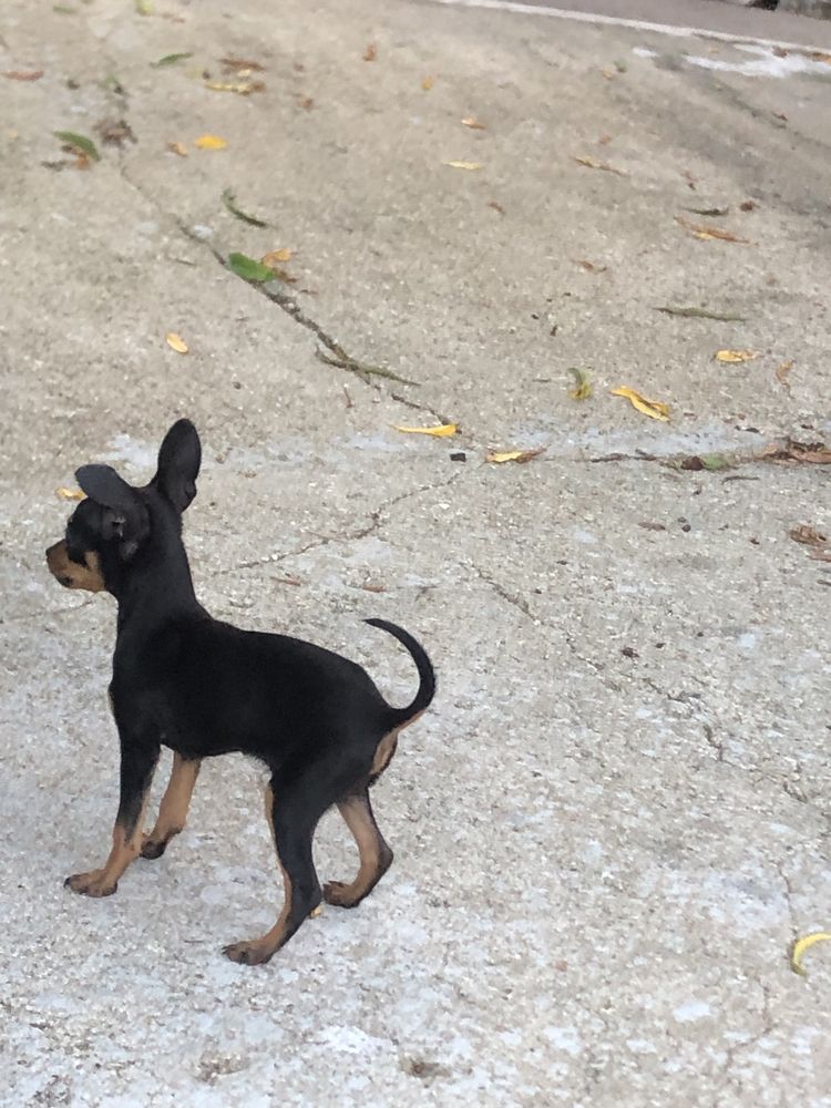 Pinscher macho miniatura
