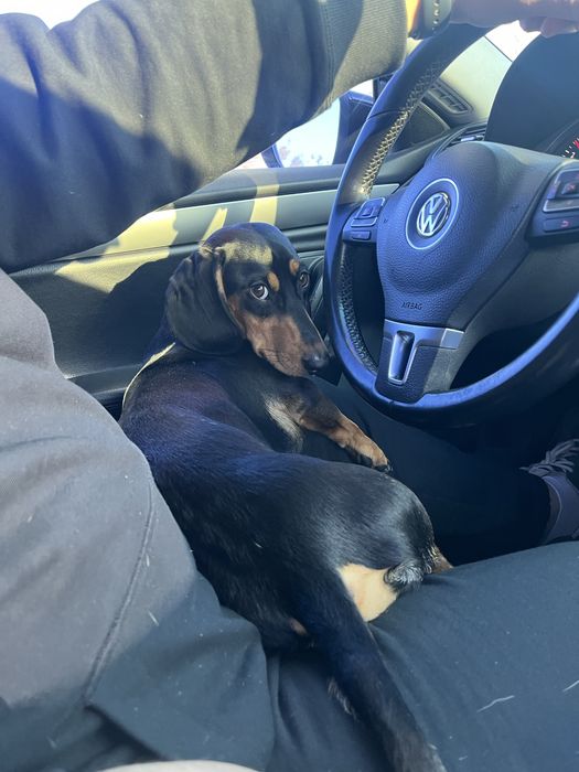 Такса мальчик ищет невесту