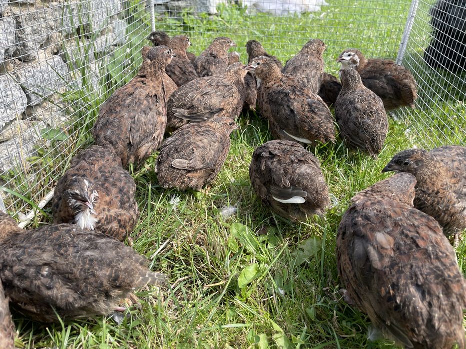 Jajka, jaja przepiórek angielskich