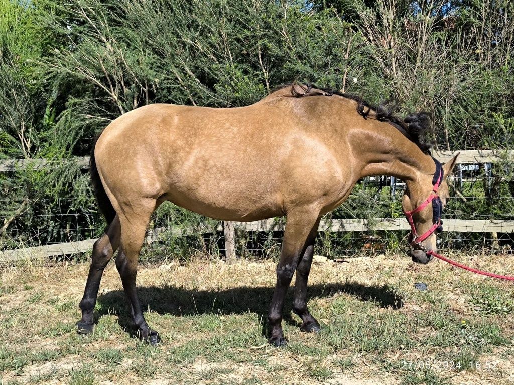 Vendo égua baia barata ou. Troco por algo do meu interesse