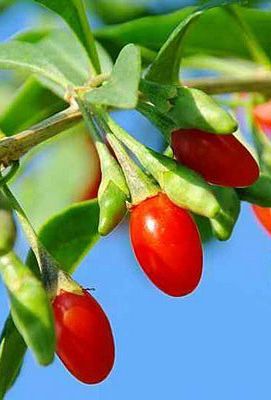 Plantas de GOJI para PRODUTORES, Alta rentabilidade