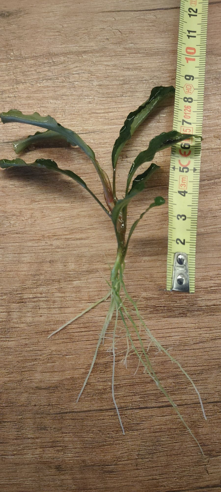 Bucephalandra Green